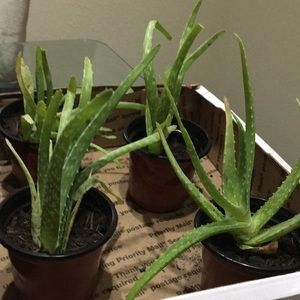 Aloe plant (baby)